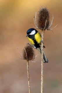 Great Tit (Parus major), Asturias, Spain