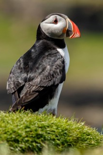 Atlantic Puffin (Fratercula artica), on cliffs, Scotland, United Kingdom