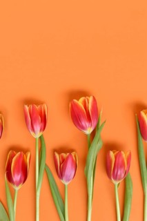 Top view of dark pink tulip flowers with yellow tips on orange background. Floral spring background
