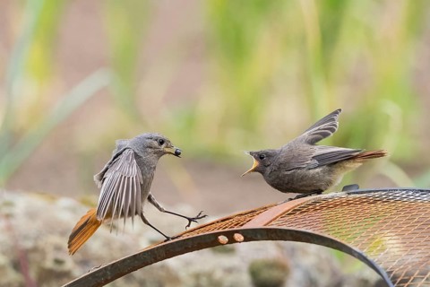 Female black redstart (Phoenicurus ochruros) approaching to feed a young bird on a wire mesh,