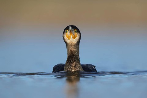 A large cormorant is shown swimming in the tranquil waters of Puebla de BeleÃ±a, Spain. The bird