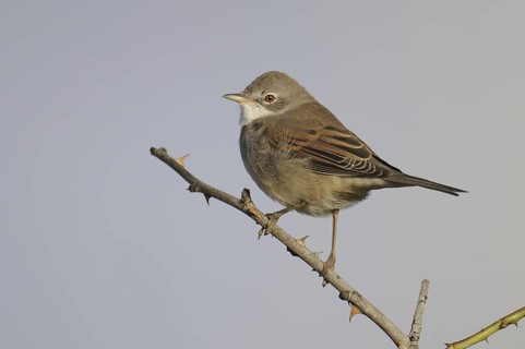 Common Whitethroat (Sylvia communis), Denmark