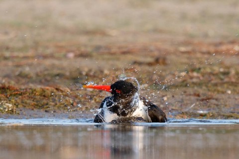 Eurasian Oystercatcher (Haematopus ostralegus) bathing, North Rhine-Westphalia, Germany