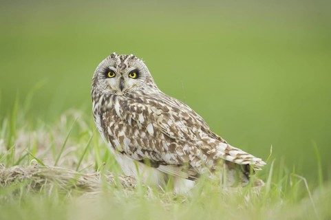 Short-eared Owl (Asio flammeus) on ground, Emilia-Romagna, Italy