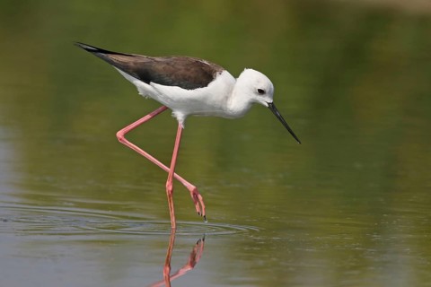 Black-winged Stilt (Himantopus himantopus), Penang, Malaysia