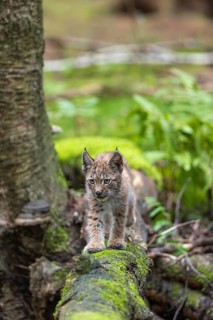 One young (10 weeks old) male Eurasian lynx, (Lynx lynx), crossing a creek, using a fallen tree as