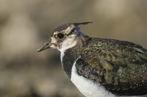 Northern Lapwing (Vanellus vanellus) juvenile, Schleswig-Holstein, Germany