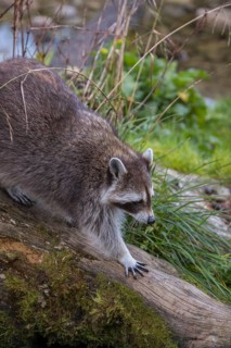 One Raccoon, procyon lotor, looking for food on a rotten tree stump