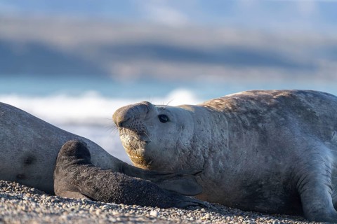 Southern elephant seal (Mirounga leonina), male, lying on a pebble beach with his head raised,