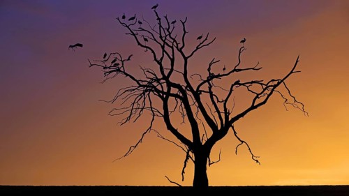 South Africa, a tree with storks in front of sunset, silhouettes