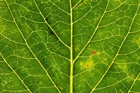 Structure of an autumn-colored leaf, foliage, tree, Vechta, Lower Saxony, Germany