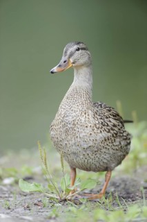 Mallard (Anas platyrhynchos) female, Thuringia, Germany