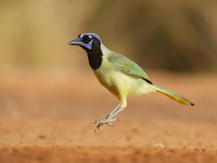 Green Jay (Cyanocorax luxuosus) jigging, Texas, USA