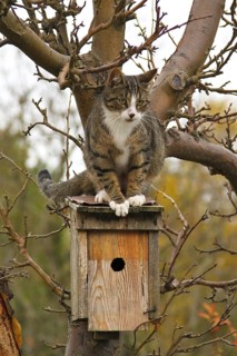 Domestic Cat (Felis catus) sitting on roof of bird nest box, Brandenburg, Germany