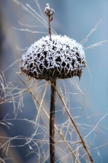 Hoarfrost, Winter, Germany