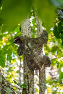 Brown-throated sloth (Bradypus variegatus) on a branch, Cahuita National Park, Costa Rica