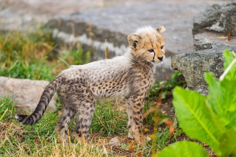 Cheetah (Acinonyx jubatus) youngster standing on a meadow, captive, occurrence Africa