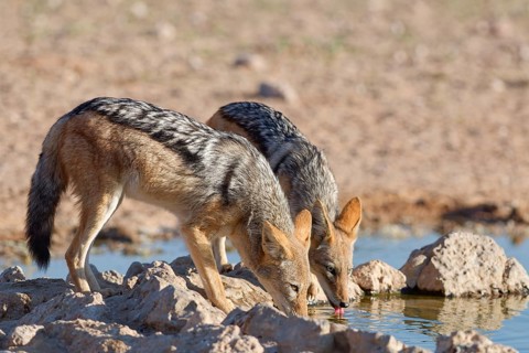 Black-backed jackals (Lupulella mesomelas), two adult animals, drinking at a waterhole, Kgalagadi