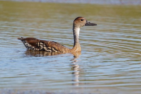 West Indian Whistling Duck (Dendrocygna arborea) feeding in a lagoon in Cuba