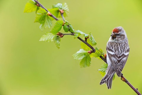 Redpoll, songbird, family of goldfinches, (Carduelis flammea), animals. Birds, Varanger Bird Park,