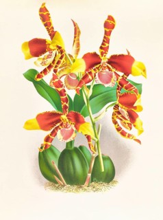 Orchid, Odontoglossum grande, authentic reproduction of an illustration by Jean Jules Linden (1817