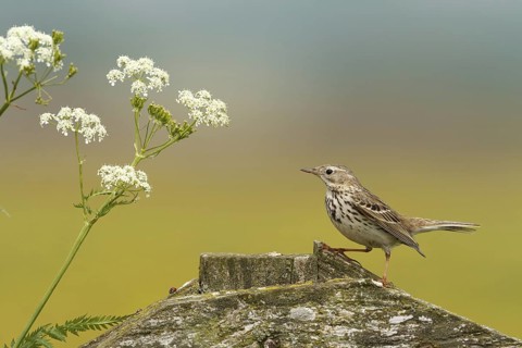 Meadow Pipit (Anthus pratensis), Netherlands