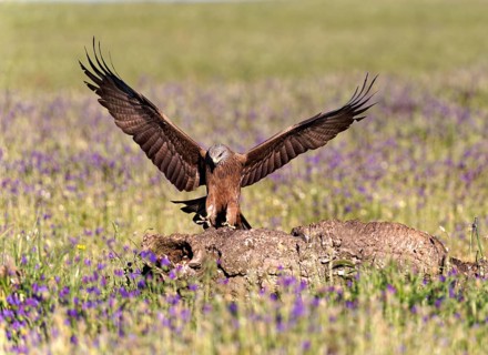 Black Kite (Milvus migrans), approaching a dead tree trunk, Castilla-La Mancha, Spain