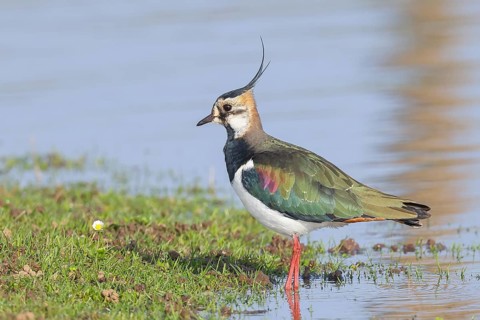Lapwing (Vanellus vanellus), in splendid plumage, foraging on a bank, nature reserve on the Rhine,