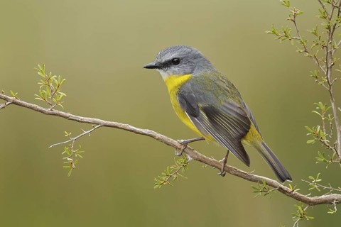 Eastern Yellow Robin (Eopsaltria australis), Victoria, Australia