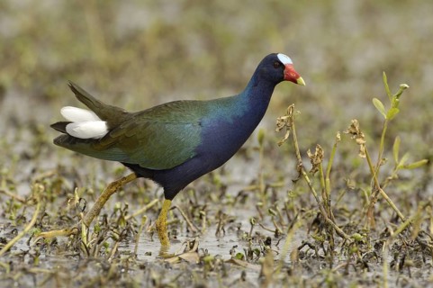 Purple Gallinule (Porphyrio martinica), Texas, USA