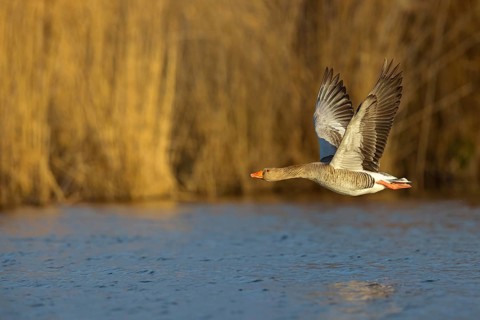 Greylag goose, Anser Anser, flight photo, lateral, Wagbachniederung, Wagh‰usl, Baden-W¸rttemberg,