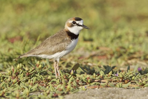 Collared Plover (Charadrius collaris), Ecuador