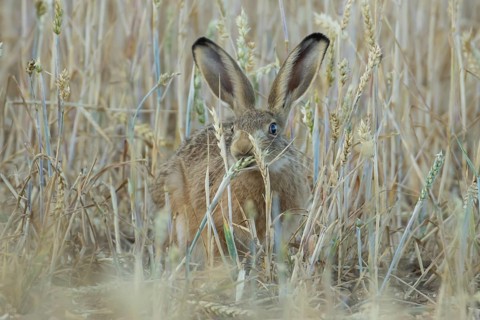 European brown hare (Lepus europaeus) adult animal feeding on a wheat sheath in a farmland field in