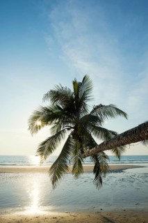 Sandy beach beach with coconut palms, Khlong Chao Beach, sunset, Koh Kood, Koh Kut, Gulf of