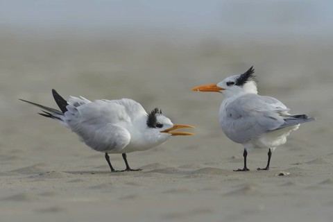 Royal Tern (Thalasseus maximus), Texas, USA