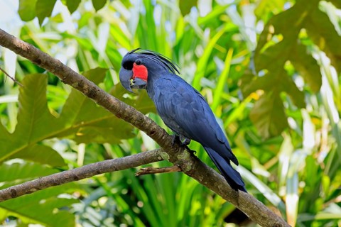 Palm Cockatoo (Probosciger aterrimus), Arabian Cockatoo, adult, on tree, perch, calling, Australia