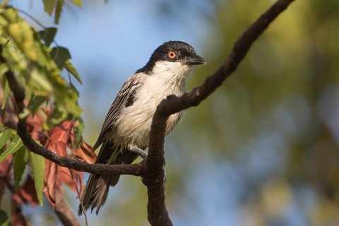 Northern Puffback (Dryoscopus gambensis) male perched on a branch, Gambia
