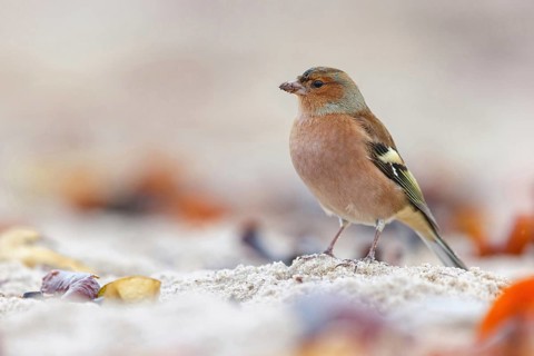 Chaffinch, (Fringilla coelebs), animals, birds, perch, finch family, Lesbos Island,