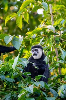 West African guereza or mantelaffe (Colobus guereza occidentalis) eating leaves, Bigodi, Western