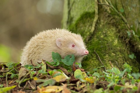 European hedgehog (Erinaceus europaeus) adult white or albino animal in a woodland, Suffolk,