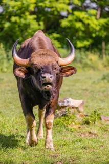 Portrait of a male Gaur (Bos gaurus gaurus) on a green meadow