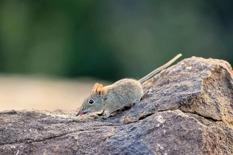 Short-eared trunked shrew (Macroscelides probosideus), short-eared elephant shrew, short-eared