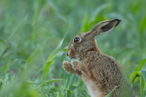 European brown hare (Lepus europaeus) adult animal stretching in a farmland maize field in summer,