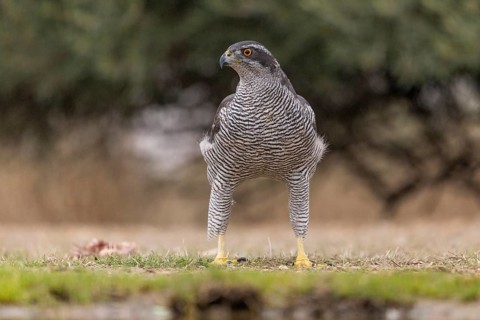 Goshawk (Accipiter gentilis), Catalonia, Spain