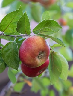 Apple (Malus domestica 'Prinz Albrecht von Preussen'), An den Dorfwiesen 9, Germany
