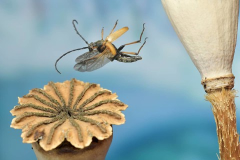 Red-necked buck (Stictoleptura rubra), female in flight on a poppy capsule