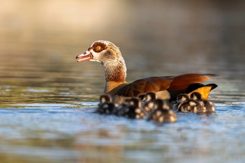 Egyptian goose (Alopochen aegyptiaca) mother with her chicks swimming on a lake, Bavaria, Germany