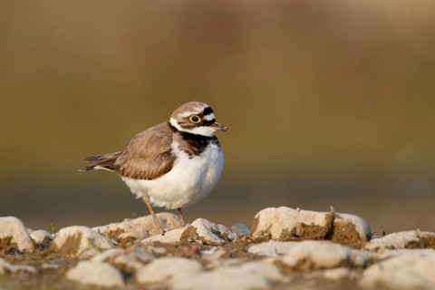 Little Ringed Plover (Charadrius dubius) female, North Rhine-Westphalia, Germany