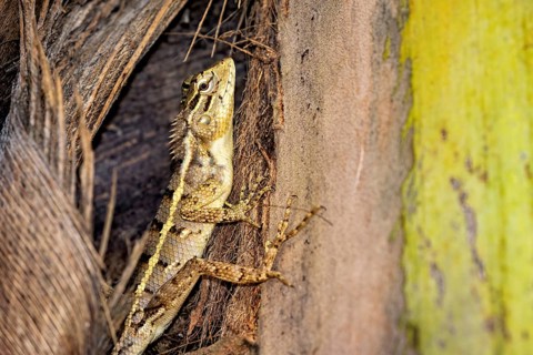 Lizard on tree bark with yellow and brown texture, well camouflaged and alert, The Indian Garden