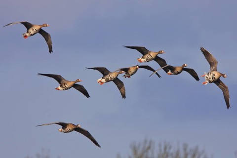 Greater White-fronted Goose (Anser albifrons) flying, North Rhine-Westphalia, Germany